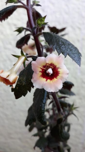  - 001 2021 - Yellow Queen Hy