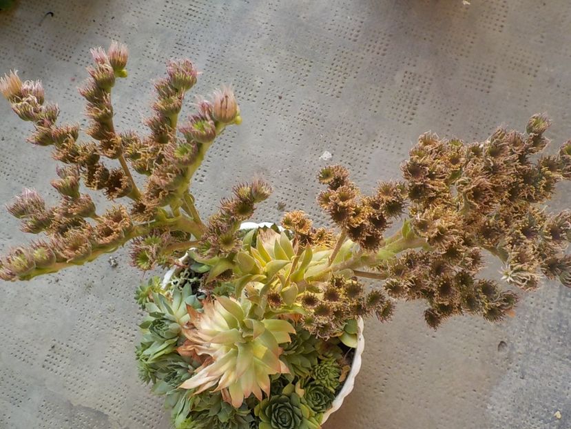  - Genul Sempervivum