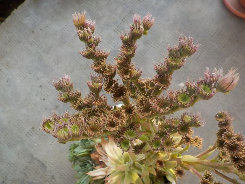  - Genul Sempervivum