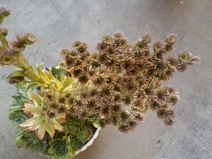  - Genul Sempervivum