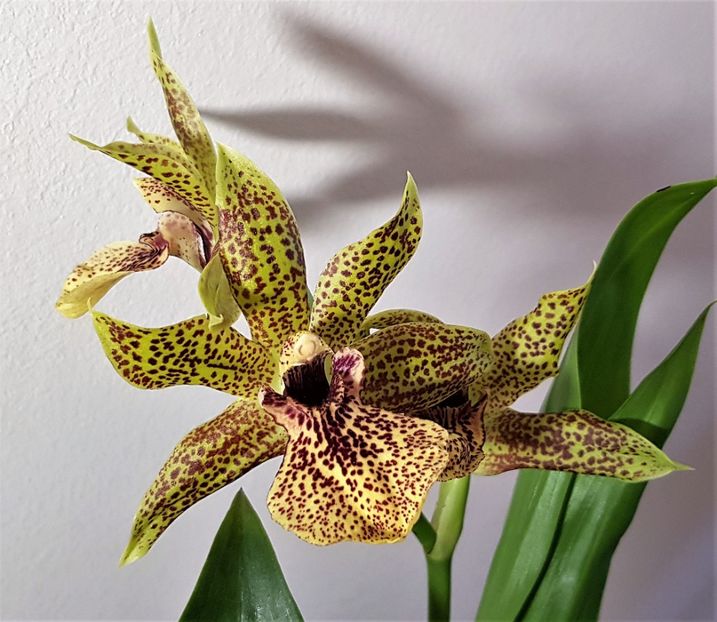  - Zygopetalum
