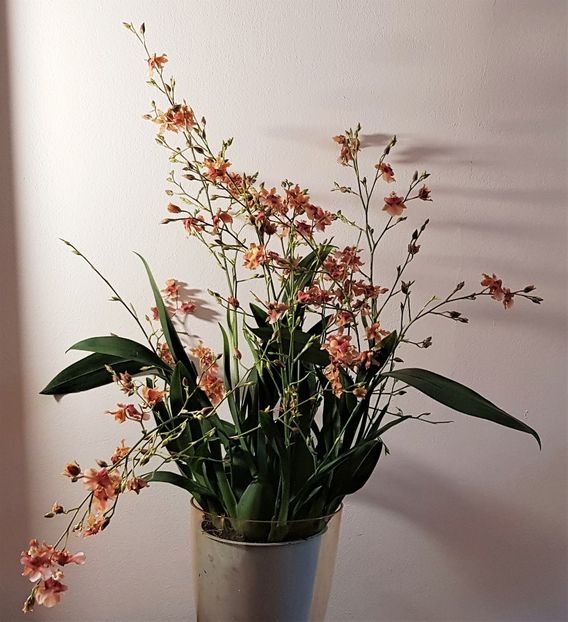  - Oncidium
