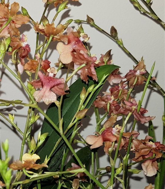  - Oncidium