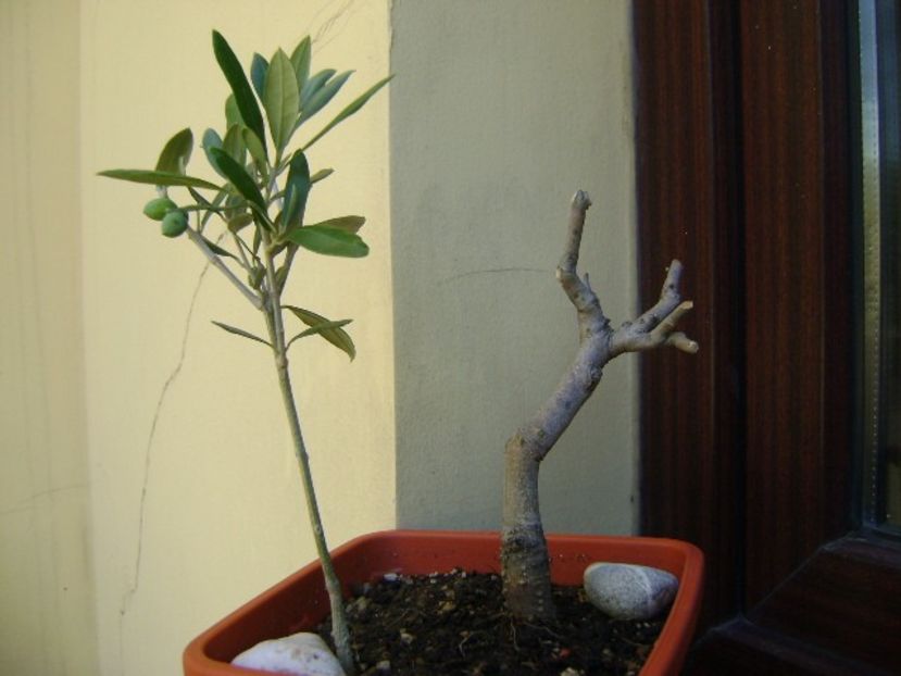 Maslin - Bonsai si prebonsai 2018-2020