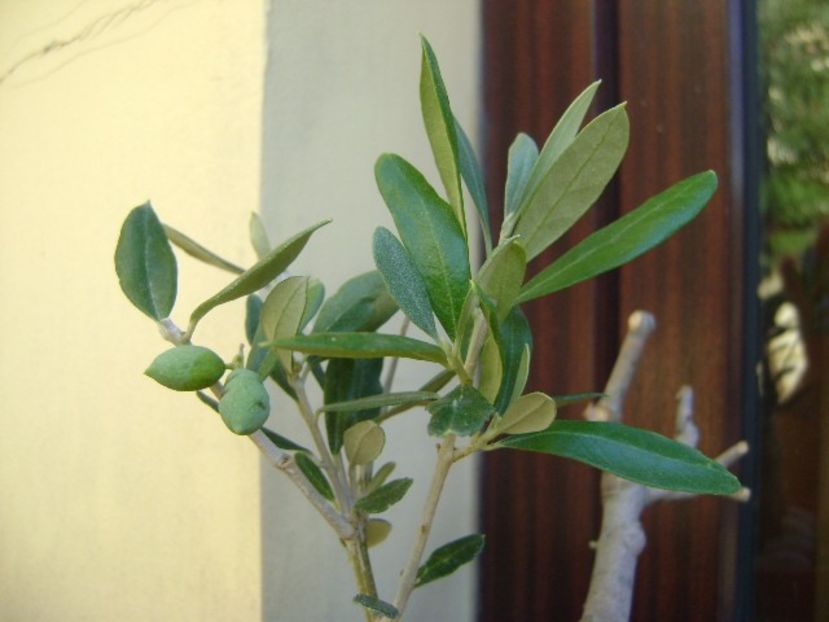 Maslin - Bonsai si prebonsai 2018-2020