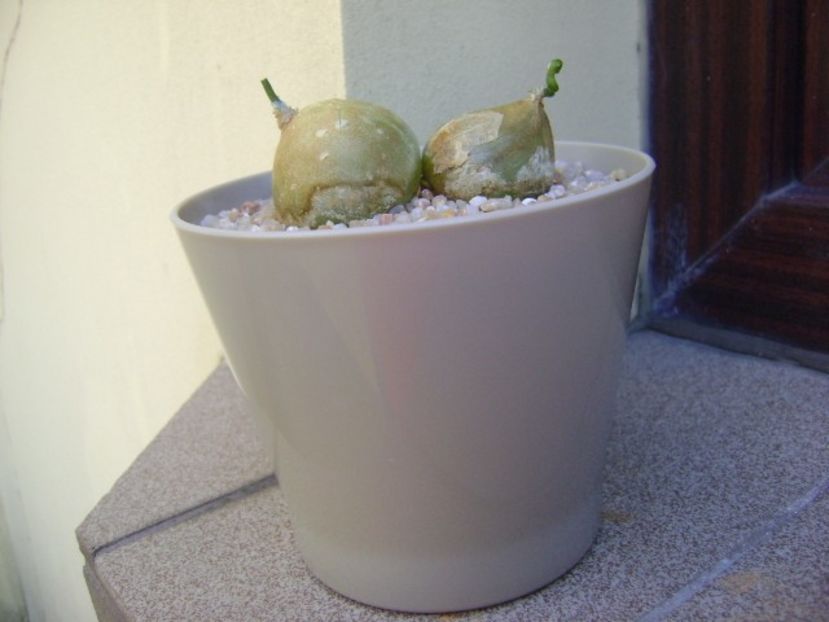 Bowiea volubilis - Caudiciforme si bulbi 2019
