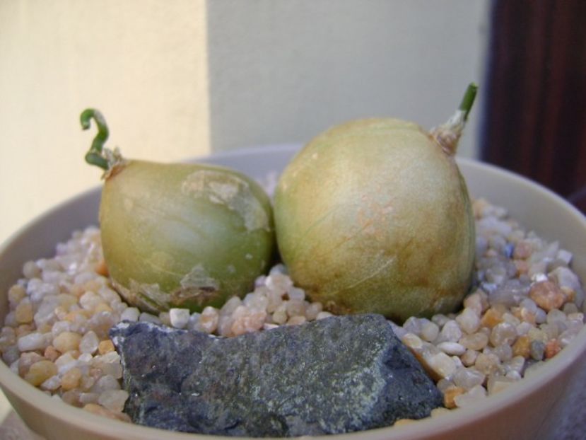 Bowiea volubilis - Caudiciforme si bulbi 2019