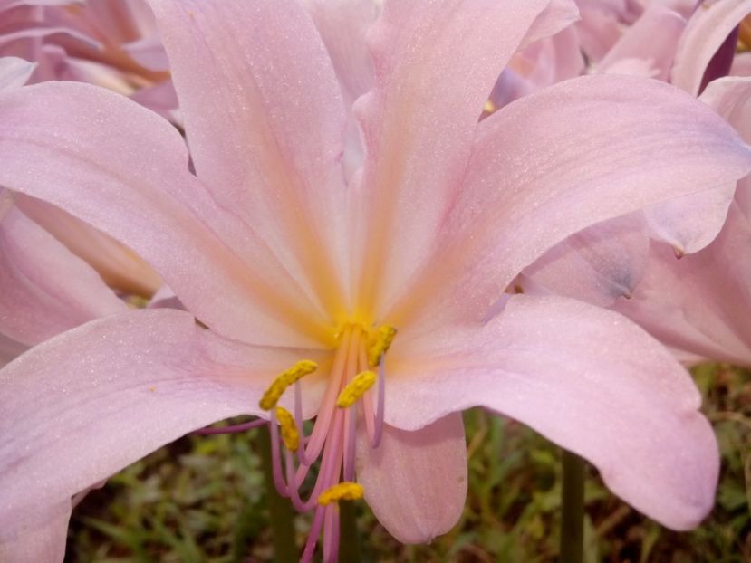  - Lycorice squamigera -ruda cu Amaryllis Belladonna