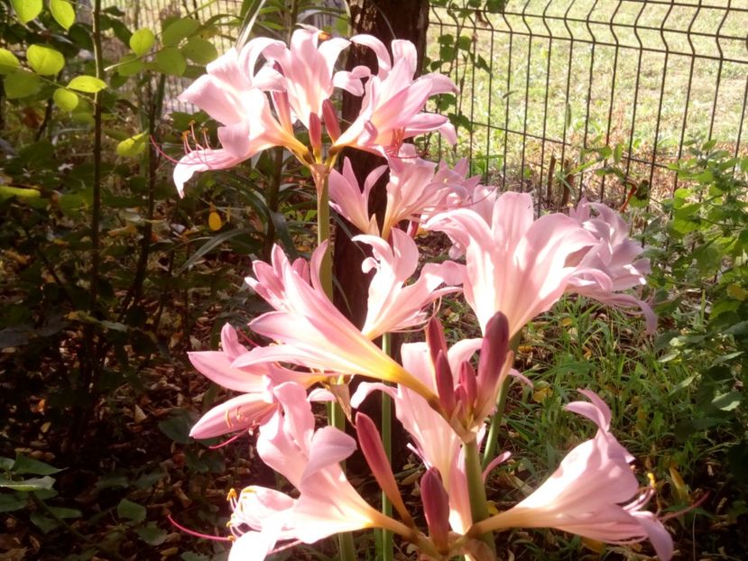  - Lycorice squamigera -ruda cu Amaryllis Belladonna