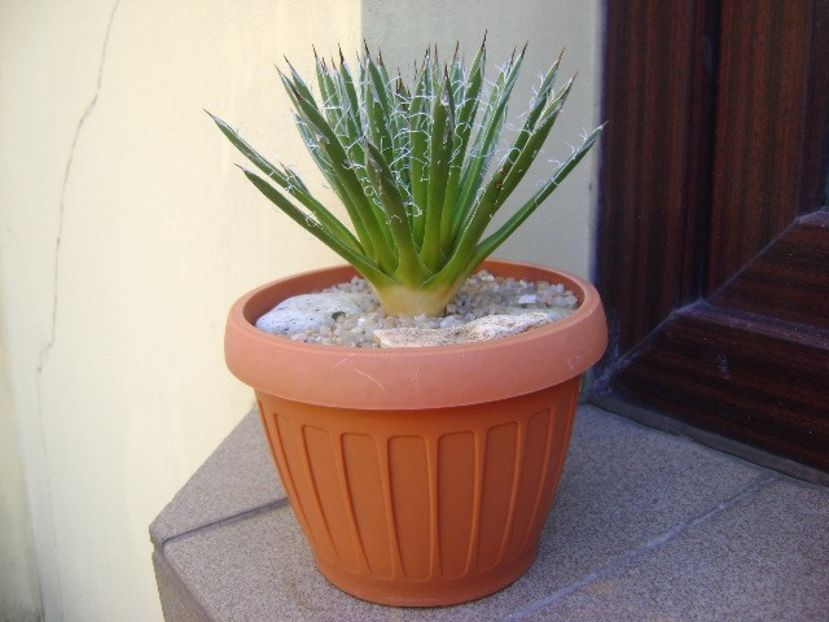 Agave filifera schidigera - Agave si Yucca 2019