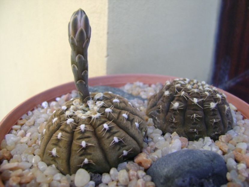 Gymnocalycium ragonesei - Cactusi 2019 Gymnocalycium