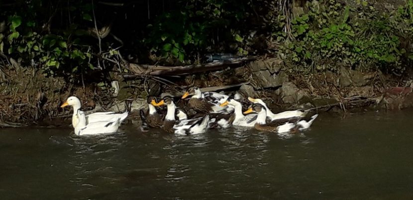  - A Rațe comune - romanești