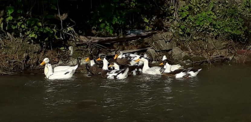  - A Rațe comune - romanești