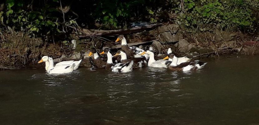  - A Rațe comune - romanești