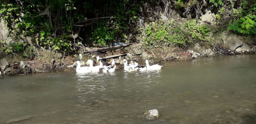  - A Rațe comune - romanești