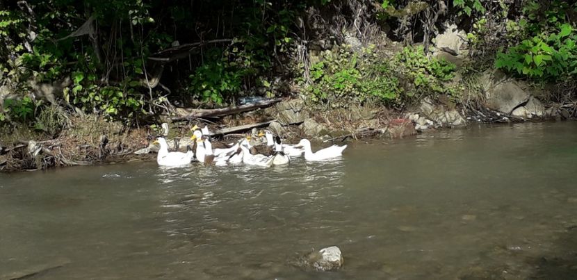  - A Rațe comune - romanești