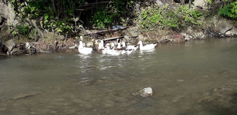  - A Rațe comune - romanești