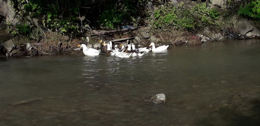  - A Rațe comune - romanești