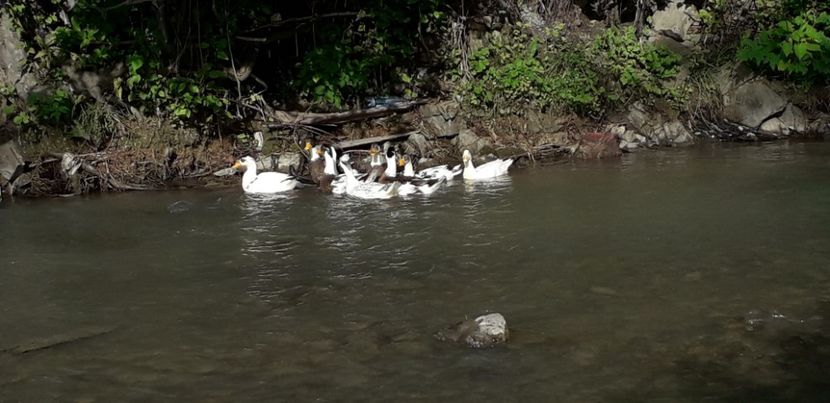  - A Rațe comune - romanești