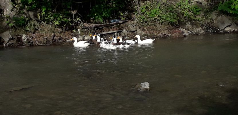  - A Rațe comune - romanești