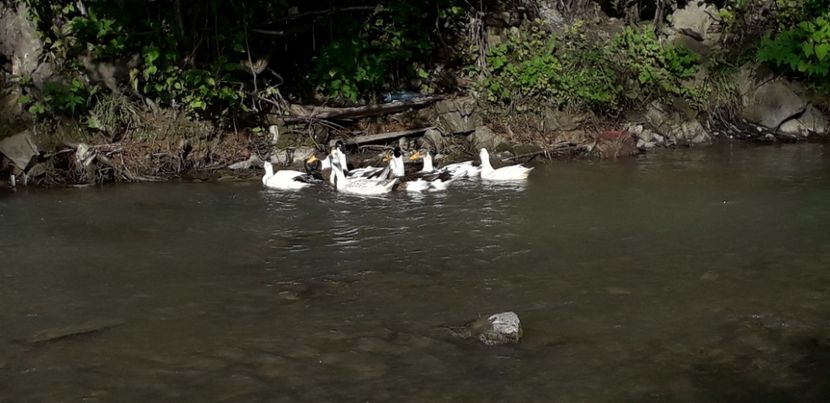  - A Rațe comune - romanești