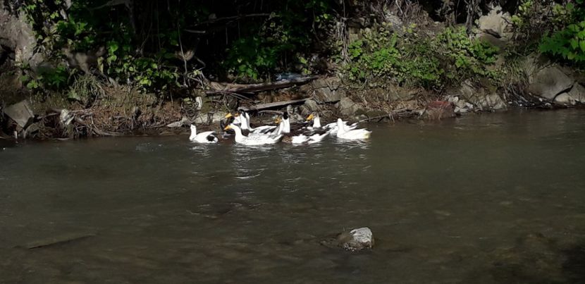  - A Rațe comune - romanești