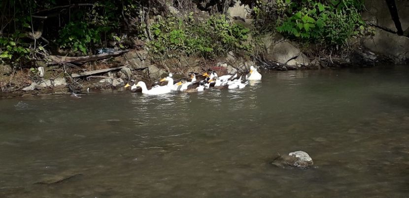  - A Rațe comune - romanești