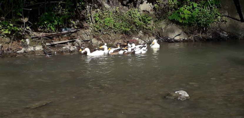  - A Rațe comune - romanești