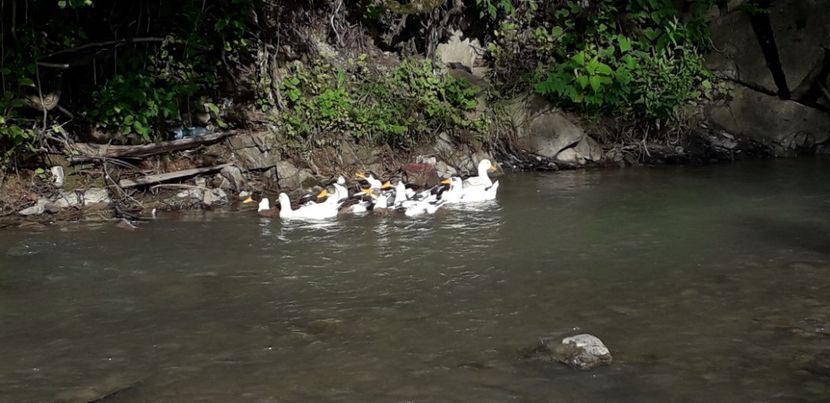  - A Rațe comune - romanești