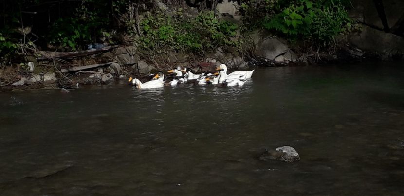  - A Rațe comune - romanești