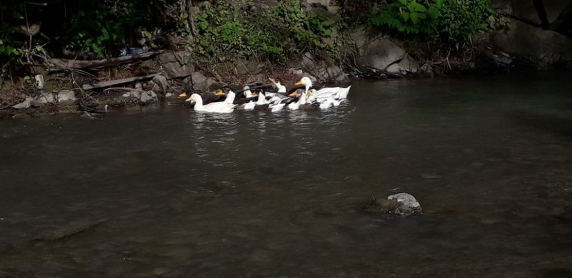  - A Rațe comune - romanești