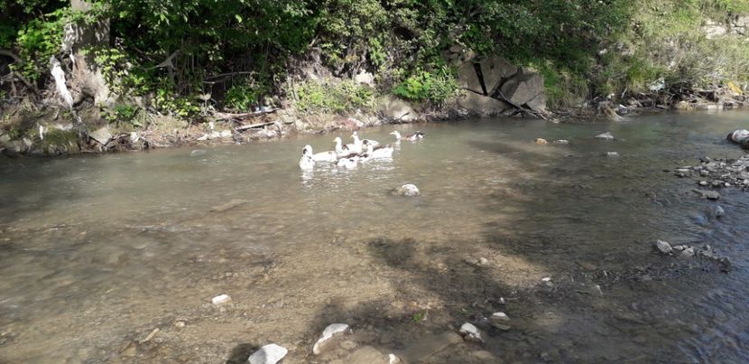  - A Rațe comune - romanești