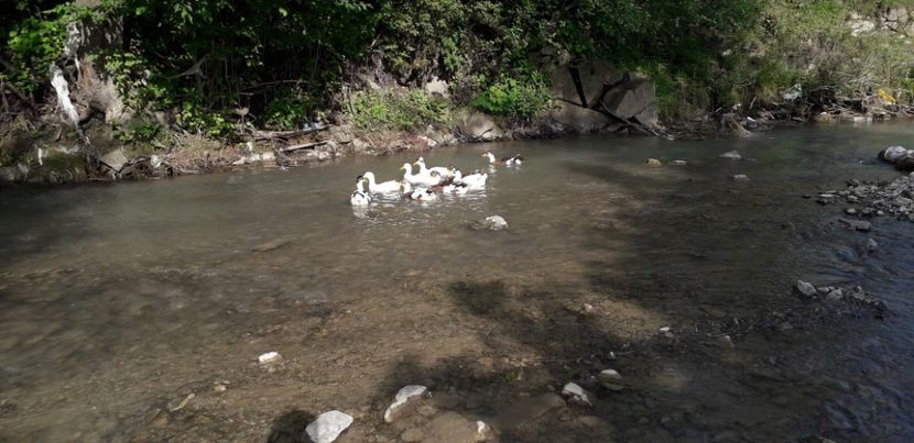  - A Rațe comune - romanești