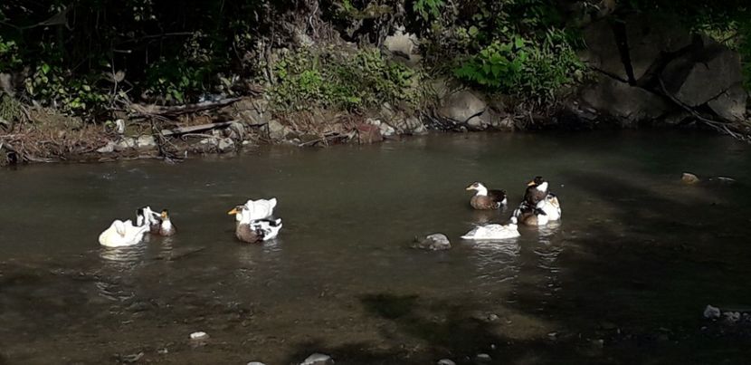  - A Rațe comune - romanești