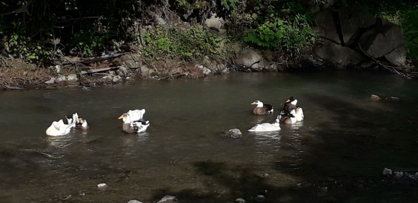  - A Rațe comune - romanești