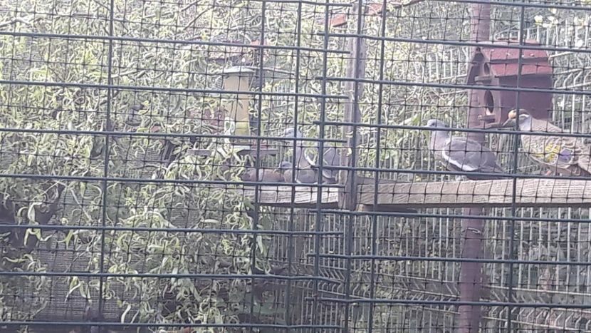  - DE VANZARE TOATE PASARILE