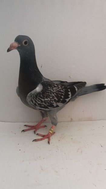 vandut - De vanzare voiajori pui 2019