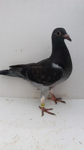 vandut - De vanzare voiajori pui 2019