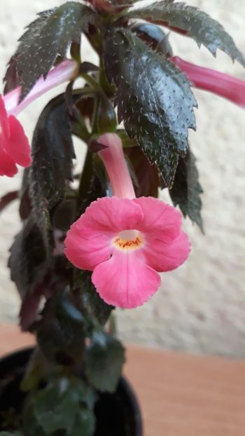  - R19 - Star of Stars xA