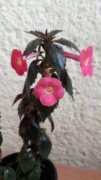  - R19 - Star of Stars xA