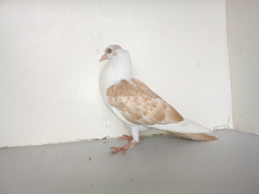 pierdut - PUISORI 2019