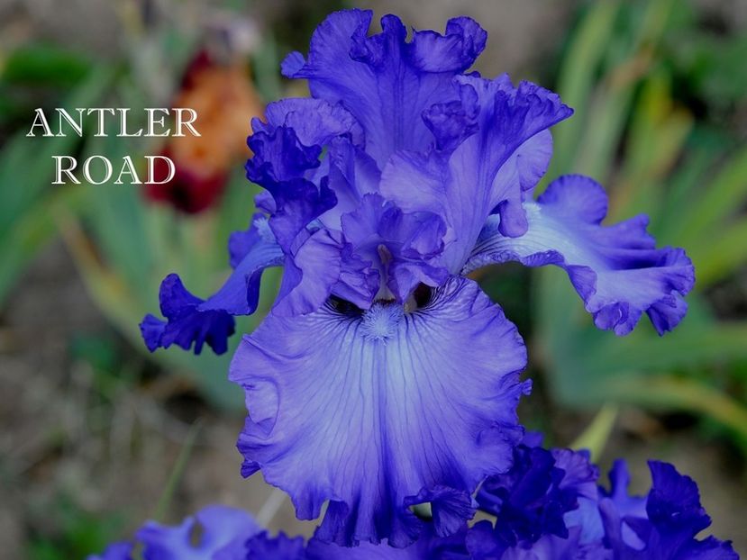 Antler Road - Irisi - Noi achizitii 2019