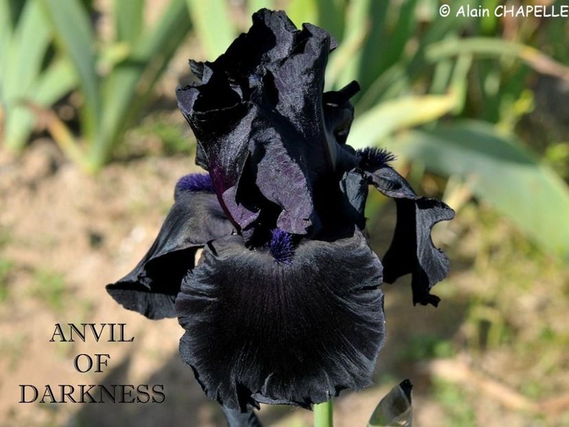 Anvil of Darkness - Irisi - Noi achizitii 2019