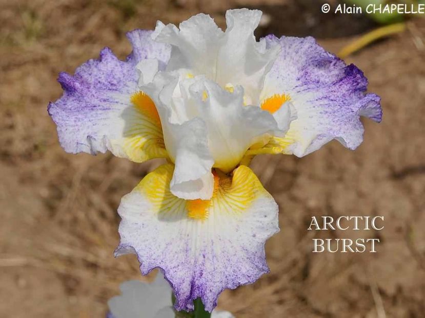 Arctic Burst - Irisi - Noi achizitii 2019