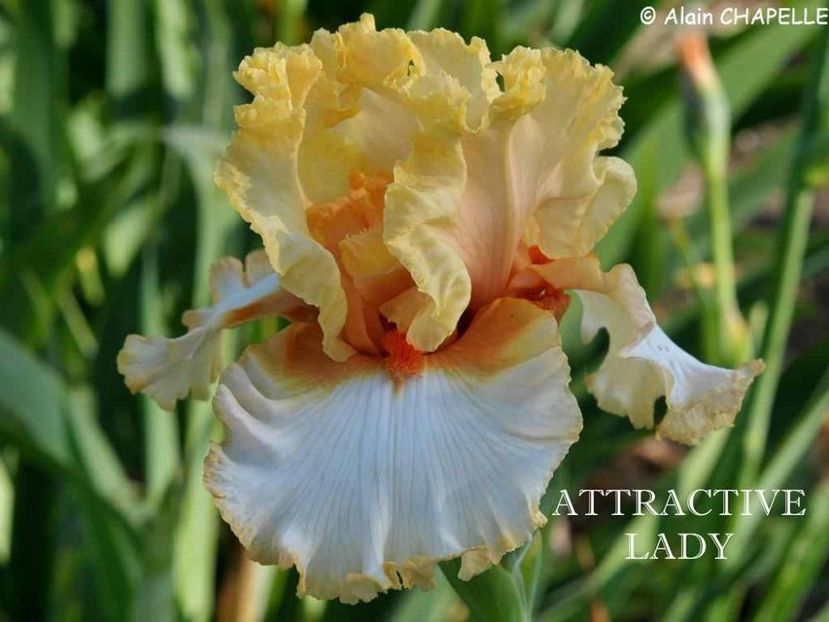 Attractive Lady - Irisi - Noi achizitii 2019