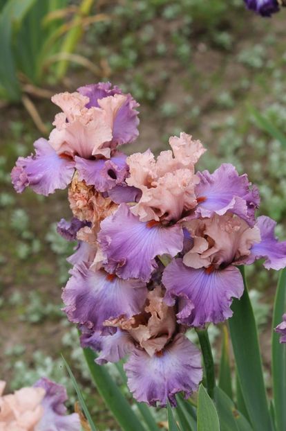 Ballerina Queen - Irisi - Noi achizitii 2019