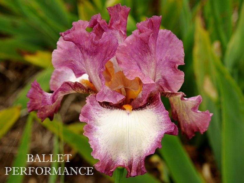 Ballet Performance - Irisi - Noi achizitii 2019