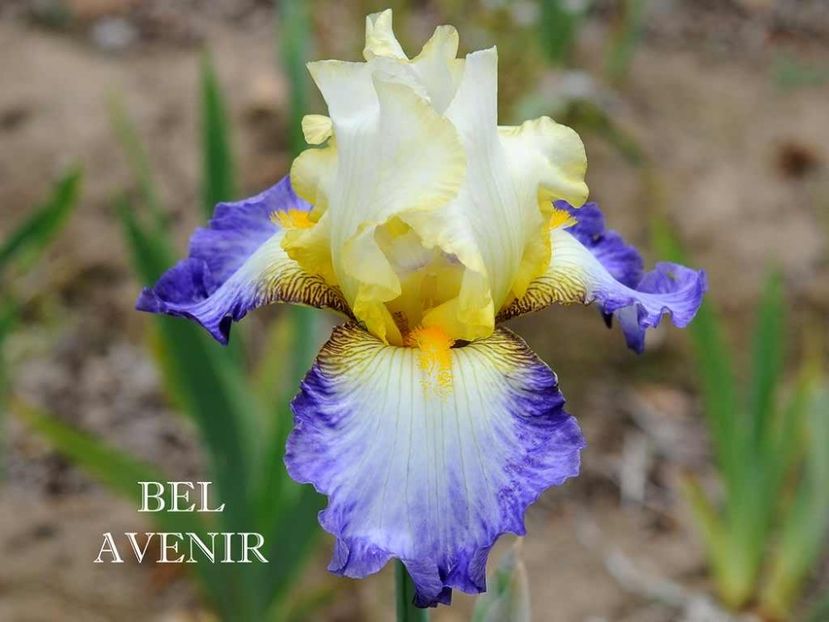 Bel Avenir - Irisi - Noi achizitii 2019