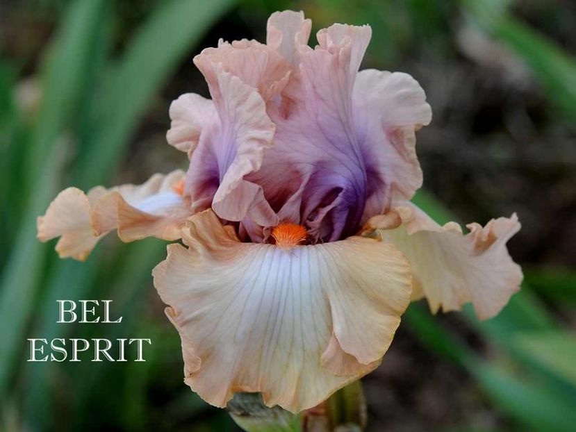Bel Esprit - Irisi - Noi achizitii 2019