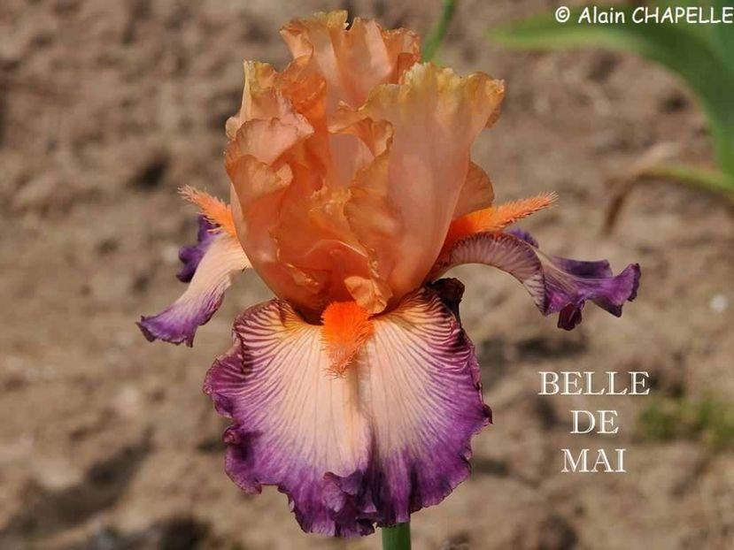 Belle de Mai - Irisi - Noi achizitii 2019